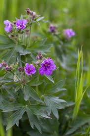 Image result for Geranium `Purple Haze`
