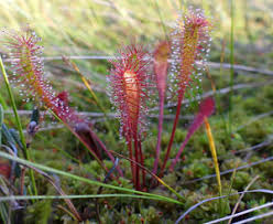 Attēlu rezultāti vaicājumam “Serpoleskea subtilis sporophyte”