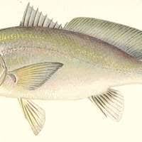 Image result for Aplodinotus grunniens