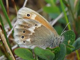 Attēlu rezultāti vaicājumam “Coenonympha tullia”