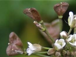 Attēlu rezultāti vaicājumam “Capsella bursa-pastoris flower”