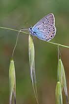 Attēlu rezultāti vaicājumam “Agrodiaetus amandus female”