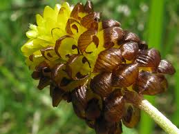 Attēlu rezultāti vaicājumam “Trifolium spadiceum”