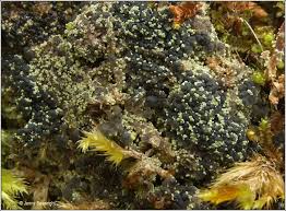 Attēlu rezultāti vaicājumam “Micarea sp.”