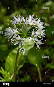 Attēlu rezultāti vaicājumam “Allium ursinum flower”