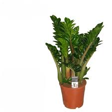 Image result for zamiokulkas