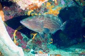 Image result for Mycteroperca interstitialis