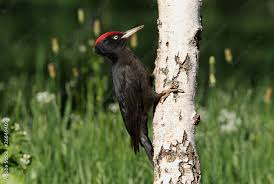 Attēlu rezultāti vaicājumam “Dryocopus martius”