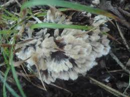 Attēlu rezultāti vaicājumam “Thelephora penicillata”