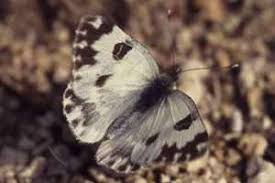 Attēlu rezultāti vaicājumam “Pontia edusa”