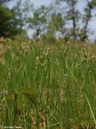 Attēlu rezultāti vaicājumam “Carex scandinavica”