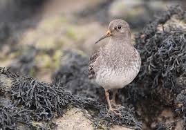 Attēlu rezultāti vaicājumam “Calidris maritima”