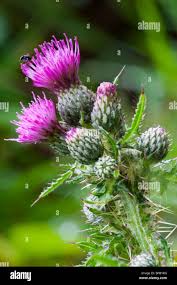 Attēlu rezultāti vaicājumam “Cirsium palustre flower”