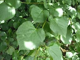 Attēlu rezultāti vaicājumam “Tilia x moltkei”