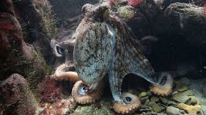 Image result for Octopus vulgaris