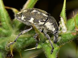 Image result for Brachycerus undatus