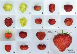 Attēlu rezultāti vaicājumam “Fragaria vesca fruit”