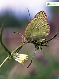 Attēlu rezultāti vaicājumam “Colias palaeno male”