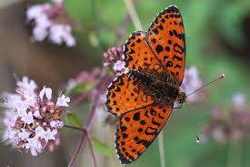Attēlu rezultāti vaicājumam “Melitaea didyma”