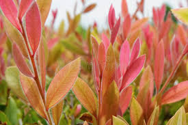 Attēlu rezultāti vaicājumam “Hemitrichia calyculata young”