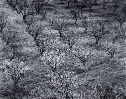 Image result for Ansel Adams Aspens New Mexico