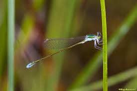Attēlu rezultāti vaicājumam “Nehalennia speciosa”