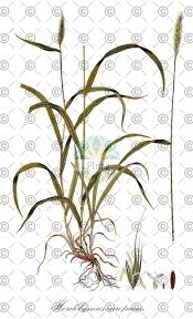 Attēlu rezultāti vaicājumam “Hordelymus europaeus leaf”