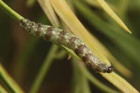 Attēlu rezultāti vaicājumam “Eupithecia linariata”