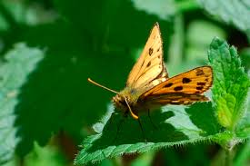Attēlu rezultāti vaicājumam “Carterocephalus silvicolus underside”