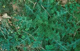 Attēlu rezultāti vaicājumam “Sonchus asper leaf”