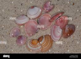 Attēlu rezultāti vaicājumam “Macoma baltica”