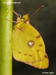 Attēlu rezultāti vaicājumam “Colias croceus”