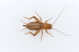 Attēlu rezultāti vaicājumam “Gryllus domesticus”