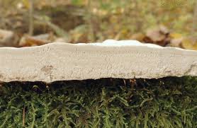 Attēlu rezultāti vaicājumam “Perenniporia medulla-panis”