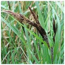 Attēlu rezultāti vaicājumam “Carex acutiformis flower”