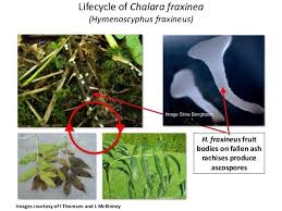 Attēlu rezultāti vaicājumam “Hymenoscyphus fraxineus”