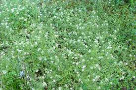 Image result for Rorippa nasturtium-aquaticum