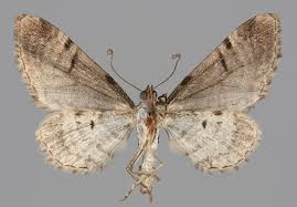 Attēlu rezultāti vaicājumam “Eupithecia sinuosaria”