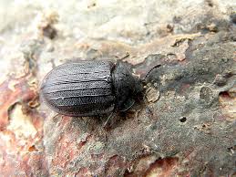 Attēlu rezultāti vaicājumam “Peltis grossa”