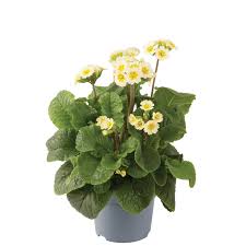 Image result for Primula veris