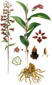 Attēlu rezultāti vaicājumam “Epipactis atrorubens flower”