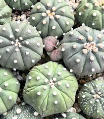 Attēlu rezultāti vaicājumam “Didymium verrucisporum stalked”