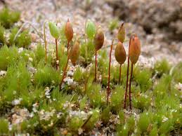 Attēlu rezultāti vaicājumam “Bryoerythrophyllum recurvirostrum sporophyte”