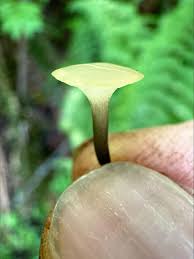 Attēlu rezultāti vaicājumam “Cudoniella clavus”