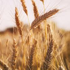 Image result for Secale cereale