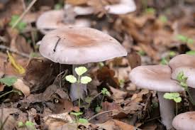 Attēlu rezultāti vaicājumam “Lepista nuda”