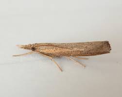 Attēlu rezultāti vaicājumam “Pediasia fascelinella”