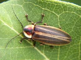 Image result for Fareham Fireflys Yc