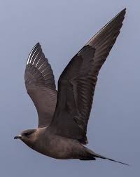 Image result for Stercorarius skua