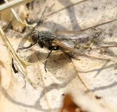 Attēlu rezultāti vaicājumam “Dasytes caeruleus imago”